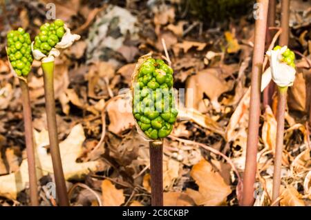 Jack-in-the-Pulpit Frucht, Arisaema triphyllum. Frühling Wildblumen. Cluster von glänzenden Beeren - zuerst grün dann rot im Spätsommer und Herbst. Nasses Holz Stockfoto