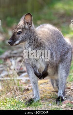 Ein junger Erwachsener Wallaby in der Natur Stockfoto