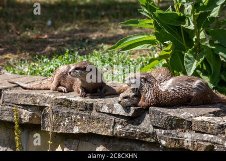 Asiatische Small - kratzte Otter Stockfoto