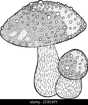 Fliegen Sie agarisch. Amanita. Zeichnung der Giftpilztinte. Vektor illustrr Stock Vektor
