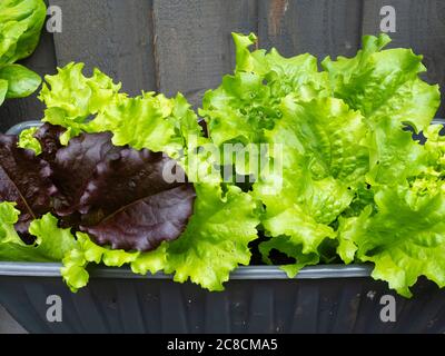 Gemischte Blätter von Baby Leaf Salat aus biologischem Anbau in einem Gartenbehälter Stockfoto