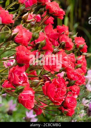 Blütengruppe der rot blühenden, winterharten Wanderrose, Rosa 'Paul's Scarlet' Stockfoto