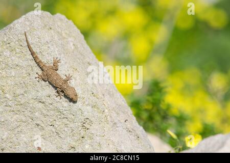 Ein maurischer Gecko, Tarentola mauritanica, der sich auf einem Felsen mit einem Bokeh Hintergrund von gelben Blumen sonnt Stockfoto