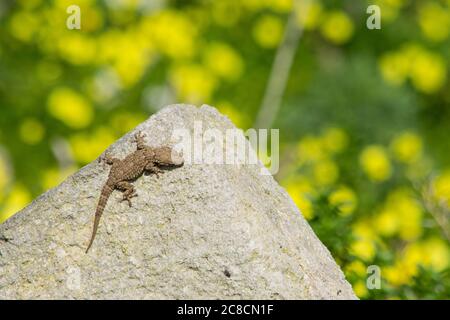 Ein maurischer Gecko, Tarentola mauritanica, der sich auf einem Felsen mit einem Bokeh Hintergrund von gelben Blumen sonnt Stockfoto