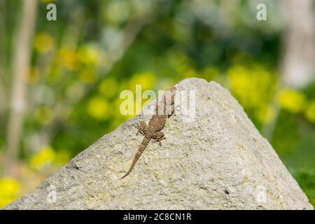 Ein maurischer Gecko, Tarentola mauritanica, der sich auf einem Felsen mit einem Bokeh Hintergrund von gelben Blumen sonnt Stockfoto