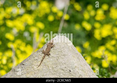 Ein maurischer Gecko, Tarentola mauritanica, der sich auf einem Felsen mit einem Bokeh Hintergrund von gelben Blumen sonnt Stockfoto