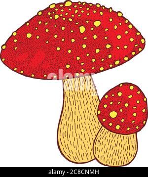 Fliegen Sie agarisch. Amanita. Giftpilz bunte Tuschezeichnung. Isola Stock Vektor