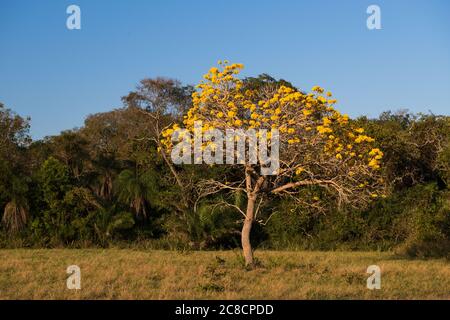 Ein gelber Tabebuia Baum in Blüte, im südlichen Pantanal, Brasilien Stockfoto