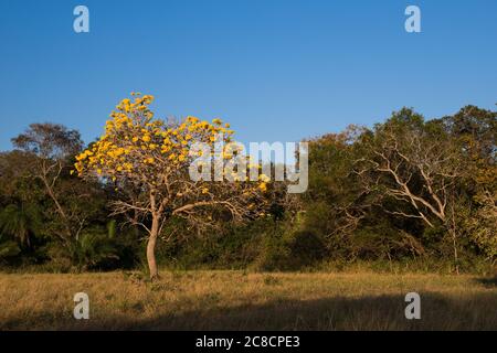 Ein gelber Tabebuia Baum in Blüte, im südlichen Pantanal, Brasilien Stockfoto