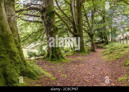 Alte Buchen am Weir Water im Exmoor National Park an der Robbers Bridge bei Oare, Somerset UK Stockfoto