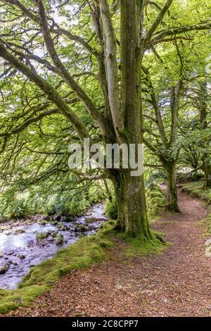 Alte Buchen am Weir Water im Exmoor National Park an der Robbers Bridge bei Oare, Somerset UK Stockfoto