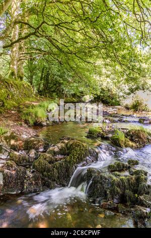 Alte Buchen am Weir Water im Exmoor National Park an der Robbers Bridge bei Oare, Somerset UK Stockfoto