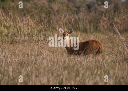 Weibliche Marschhirse (Blastocerus dichotomus) in Süd-Pantanal, Brasilien Stockfoto