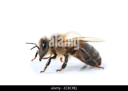 Biene isoliert auf weißem Hintergrund, Makro Stockfoto