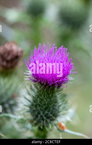 Thistle Blütenkopf mit verhohlten Disteln im Hintergrund. Stockfoto