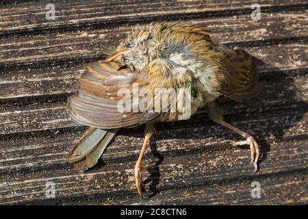 Jungtier-Rotkehlchen Jungling, Erithacus rubecula, tot auf Deck im Garten mit grünen Flasche aufgefunden fliegt auf Bournemouth, Dorset UK im Juli Stockfoto