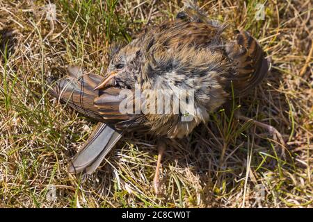 Jungtier Baby Rotkehlchen Jungling, Erithacus rubecula, tot auf Rasen im Garten mit grünen Flasche gefunden fliegt auf Bournemouth, Dorset UK im Juli Stockfoto