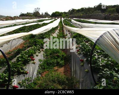 MELLIEHA, MALTA - 03. Apr 2014: Obstreihen wie Erdbeeren werden auf bewässerten Ackerflächen in Malta angebaut, die zum Schutz mit Plastik bedeckt sind. Rub Stockfoto