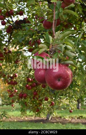 Äpfel an einem Baum hängen Stockfoto