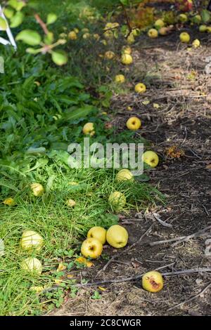 Viele goldene Äpfel auf dem Boden Stockfoto