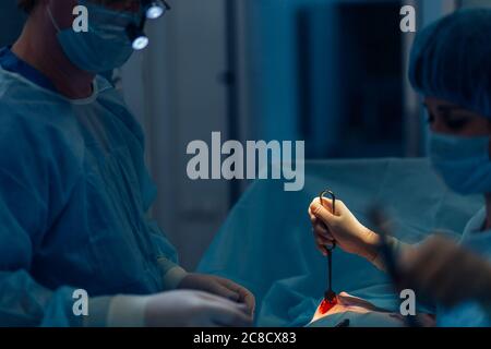 Zwei Tierärzte im Operationssaal nehmen mit Kunstlicht und blauem Filter Stockfoto