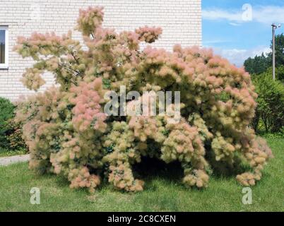 Cotinus oder Smoky Strauch blüht im Sommer mit üppigen rosa Blüten, die wie Watte aussehen Stockfoto