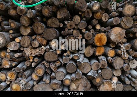 Wald im Herbst, gefällte Baumstämme Stockfoto
