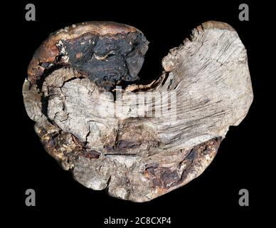 Ein verbrannter Baum auf einem Schnitt sieht aus wie ein verkohltes Herz. Isoliert auf schwarzem Hintergrund Stockfoto