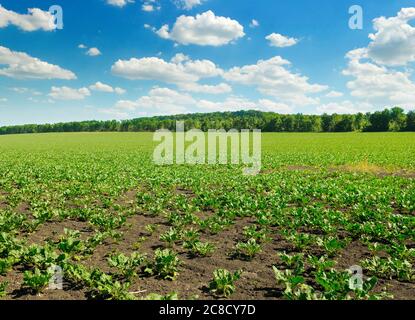 Zuckerrübe leuchtend grüne Blätter im Feld mit blauem Himmel. Stockfoto