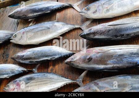 Frischer Thunfisch auf dem traditionellen Markt. Sri Lanka. Stockfoto