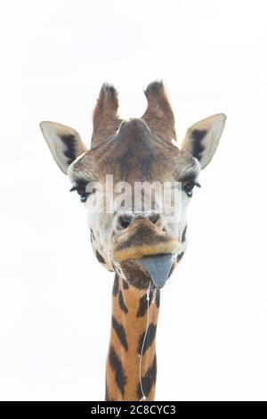 Nahaufnahme Porträt von frechen Giraffentier (Giraffa camelopardalis), die Zunge herausstreckt und aus dem Mund tropfend spuckt, Kopf gegen Himmel Hintergrund. Stockfoto