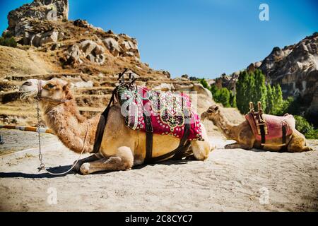 Kamel in der Wüste, Göreme, Kappadokien, Türkei Stockfoto