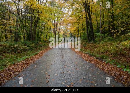 Nasse unbefestigte Straße durch einen bunten Herbstwald in den Bergen an einem regnerischen Tag Stockfoto