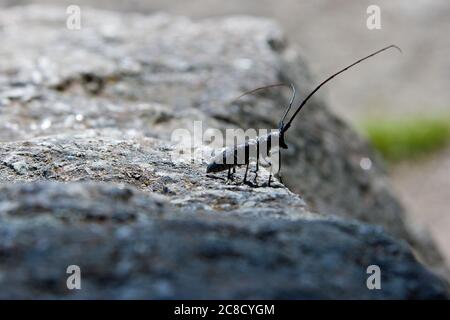 Ein gefleckter sawyer-Käfer im Yellowstone-Nationalpark Stockfoto