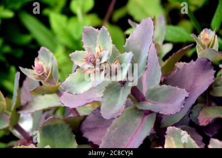 Hylotephium Sedum tephium (Karfunkelstein) Pflanze in den Grenzen bei RHS Garden Harlow Carr, Harrogate, Yorkshire, England, Großbritannien angebaut. Stockfoto