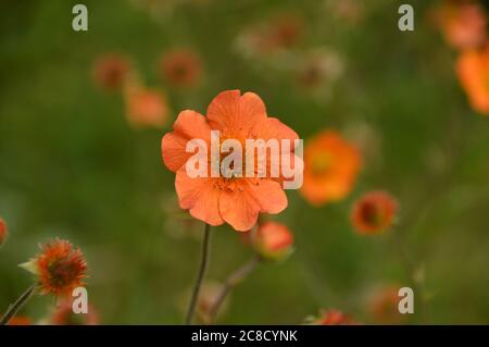 Orange gefärbte Avens Geum 'Totally Tangerine' Blumen in den Grenzen bei RHS Garden Harlow Carr, Harrogate, Yorkshire, England, UK gewachsen. Stockfoto