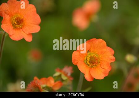 Orange gefärbte Avens Geum 'Totally Tangerine' Blumen in den Grenzen bei RHS Garden Harlow Carr, Harrogate, Yorkshire, England, UK gewachsen. Stockfoto