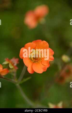 Orange gefärbte Avens Geum 'Totally Tangerine' Blumen in den Grenzen bei RHS Garden Harlow Carr, Harrogate, Yorkshire, England, UK gewachsen. Stockfoto