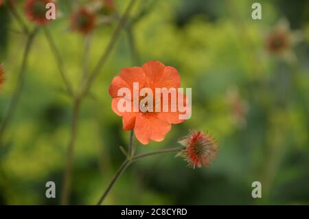 Orange gefärbte Avens Geum 'Totally Tangerine' Blumen in den Grenzen bei RHS Garden Harlow Carr, Harrogate, Yorkshire, England, UK gewachsen. Stockfoto