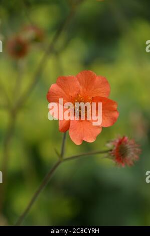 Orange gefärbte Avens Geum 'Totally Tangerine' Blumen in den Grenzen bei RHS Garden Harlow Carr, Harrogate, Yorkshire, England, UK gewachsen. Stockfoto