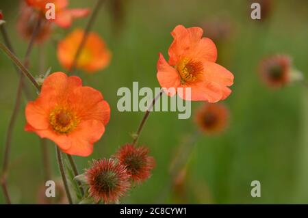 Orange gefärbte Avens Geum 'Totally Tangerine' Blumen in den Grenzen bei RHS Garden Harlow Carr, Harrogate, Yorkshire, England, UK gewachsen. Stockfoto