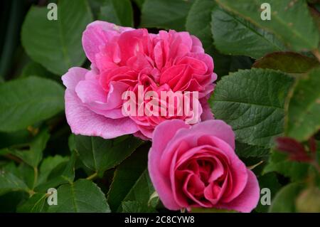 Zwei rosa Rosen (Rosa Gertrude Jekyll ) Ausbord Blumen in den Grenzen bei RHS Garden Harlow Carr, Harrogate, Yorkshire, England, UK gewachsen. Stockfoto