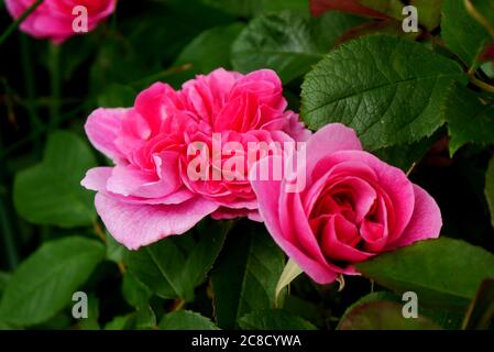 Zwei rosa Rosen (Rosa Gertrude Jekyll ) Ausbord Blumen in den Grenzen bei RHS Garden Harlow Carr, Harrogate, Yorkshire, England, UK gewachsen. Stockfoto
