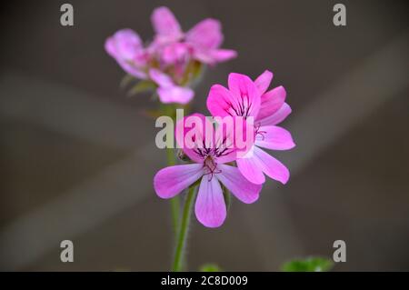 Duftendes Pelargonium (Geranium) Rosa 'Capitatum' Blumen in den Blumentöpfen von RHS Garden Harlow Carr, Harrogate, Yorkshire, England, UK. Stockfoto