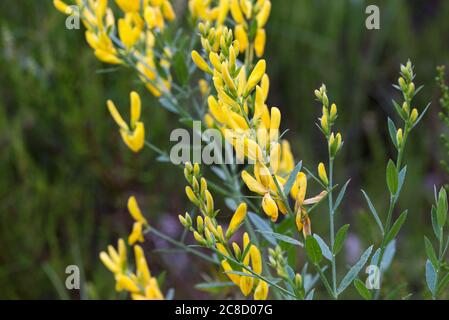 Genista tinctoria, Färberer Grünkraut gelbe Blüten in Wiese Makro selektive Fokus Stockfoto