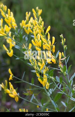 Genista tinctoria, Färberer Grünkraut gelbe Blüten in Wiese Makro selektive Fokus Stockfoto