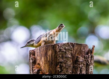 Ein männlicher eurasischer Aktvogel - Sitta europaea Vogel - thront auf einem Baumstumpf im Wald des Königsheides in Berlin Johannisthal, Deutschland Stockfoto