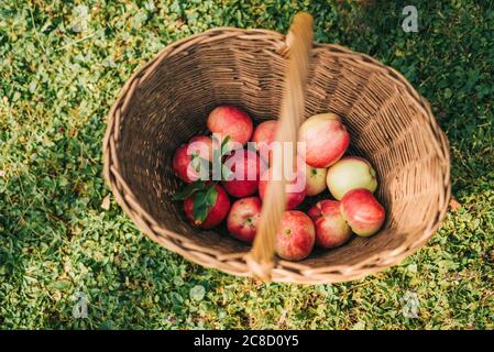 Frische Äpfel im Korb Stockfoto