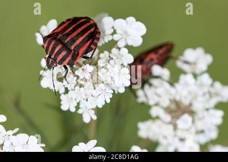 Rot und schwarz italienisch gestreifter Käfer oder Minstrel Bug (Graphihosoma italicum) kriechen auf weißer Blume. Stockfoto