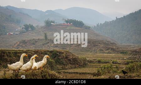 Eine Gruppe oder ein Floß von weißen Peckenten, die im Winter an einem nebligen Tag am Rand einer Reisterrasse stehen, Sapa, Nordvietnam. Stockfoto